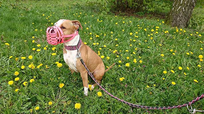 amstaff szuka ül a fűben rózsaszín szájkosárral pórázon