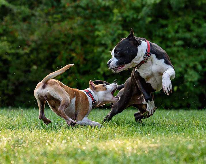 terrierek játék közben a parkban