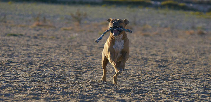 barna amerikai staffordshire terrier fut kötéllel a szájában