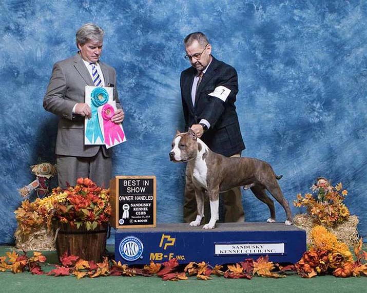 stingray nevű barna fehér amerikai staffordshire terrier kiállításon nyer